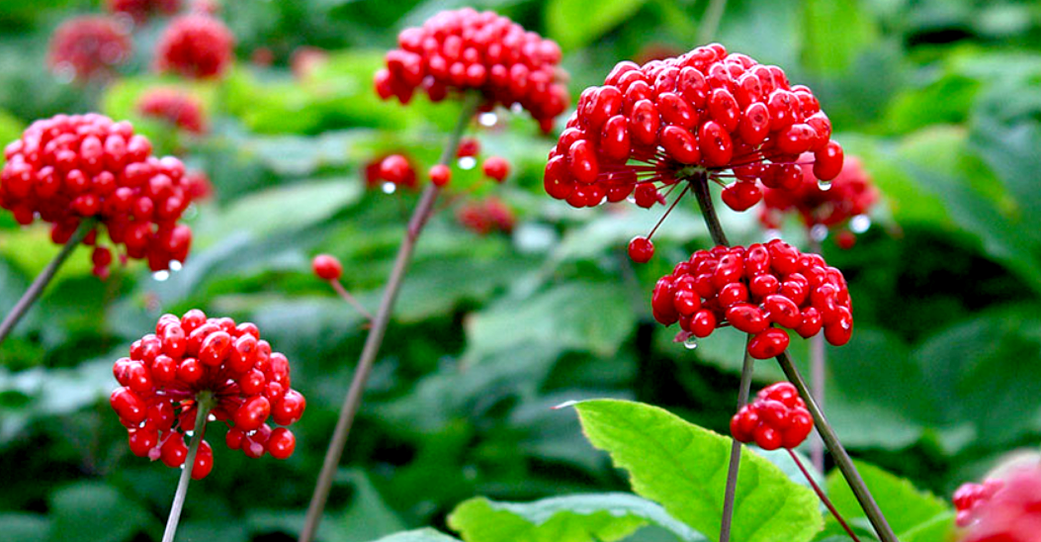 женшен за уголемяване на пениса